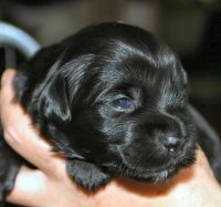 Pup1