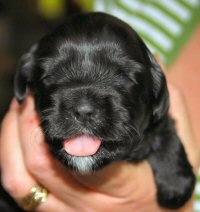 Pup2