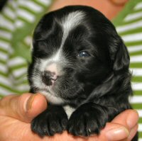Pup3