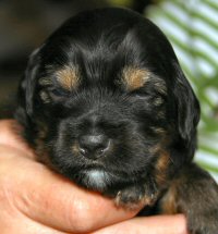 Pup 4
