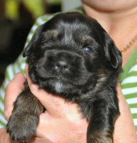 Pup5 