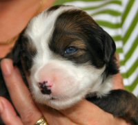 Pup 6