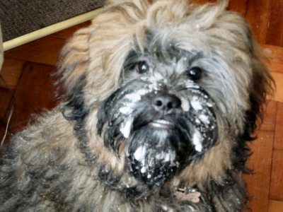 Beren with snow on his face