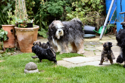 Rudolph and Rhoni with Daisys pups