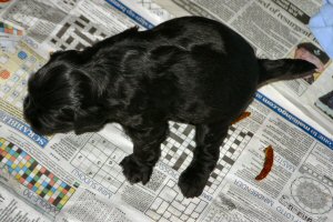 Number2 pup and err...