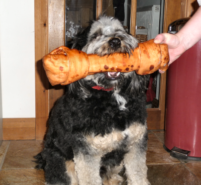 Pippin on his second birthday