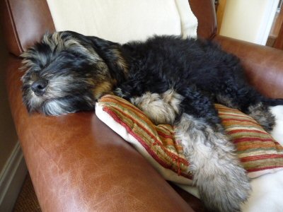 Pippin 3rd September 2009