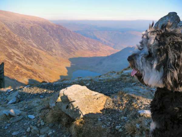 Pippin on Cadair Idris