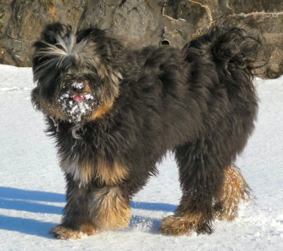 Pippin in the snow