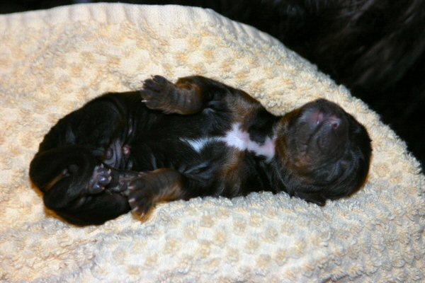 Pup 4
