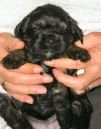 A Very Young Daisy
