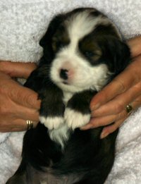 Pup 6 on 14th June