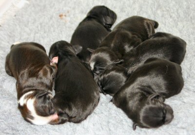 A pile of puppies