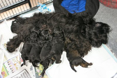 Pups on 13 June