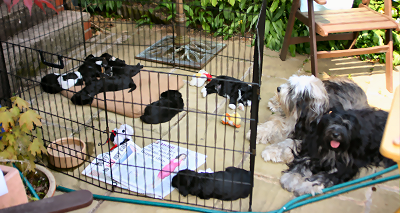 Pups in a pen