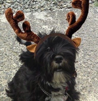 Raindeer Tilly