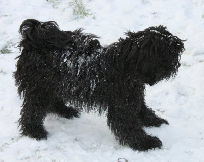 Rhodie in the snow