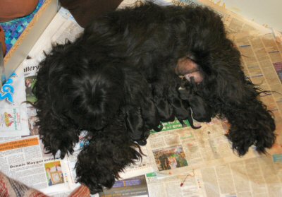 Rhoni with Pups