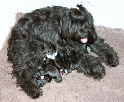 Rhoni and Puppies 11th March 2011