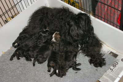 Rhoni and Pups