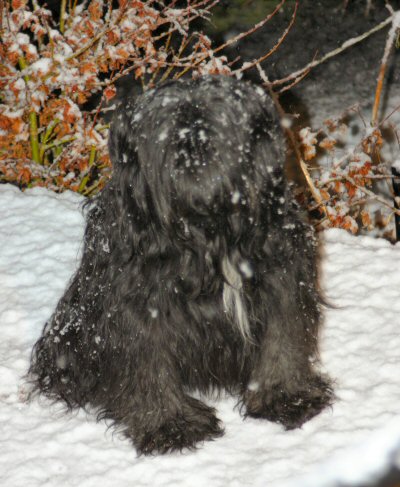 Rhoni in the snow