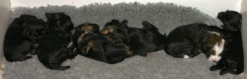 A Row of Puppies