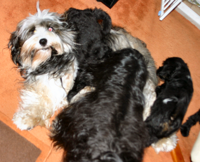Rudolph playing with the pups