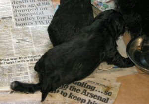Puppy falling over